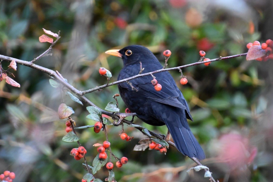 Welke zal ik nu nemen! - Vogels - 