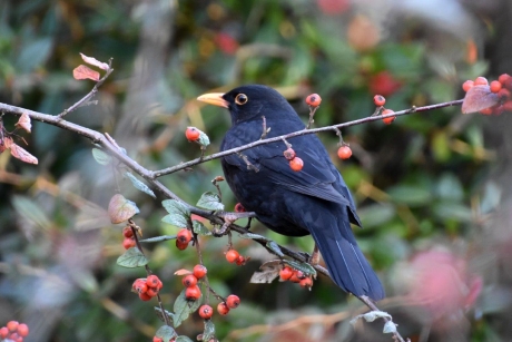 Welke zal ik nu nemen!