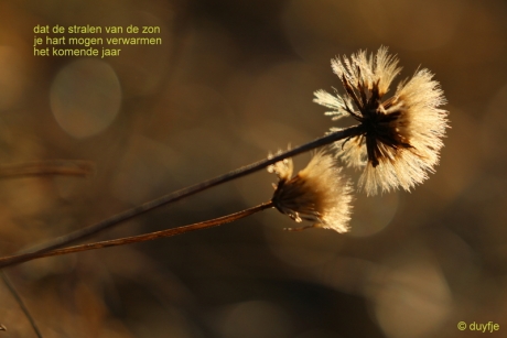 Wens voor vroege vogels