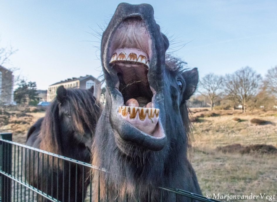 Werd vierkant uitgelachen - Zoogdieren - Shetlandpony