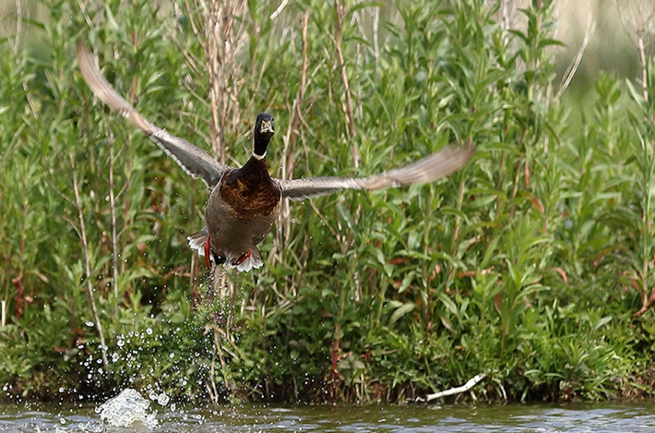 wilde eend -m- - Vogels - 