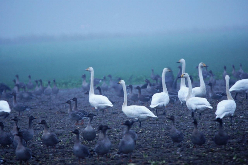 Wilde zwaan - Vogels - Wilde zwaan