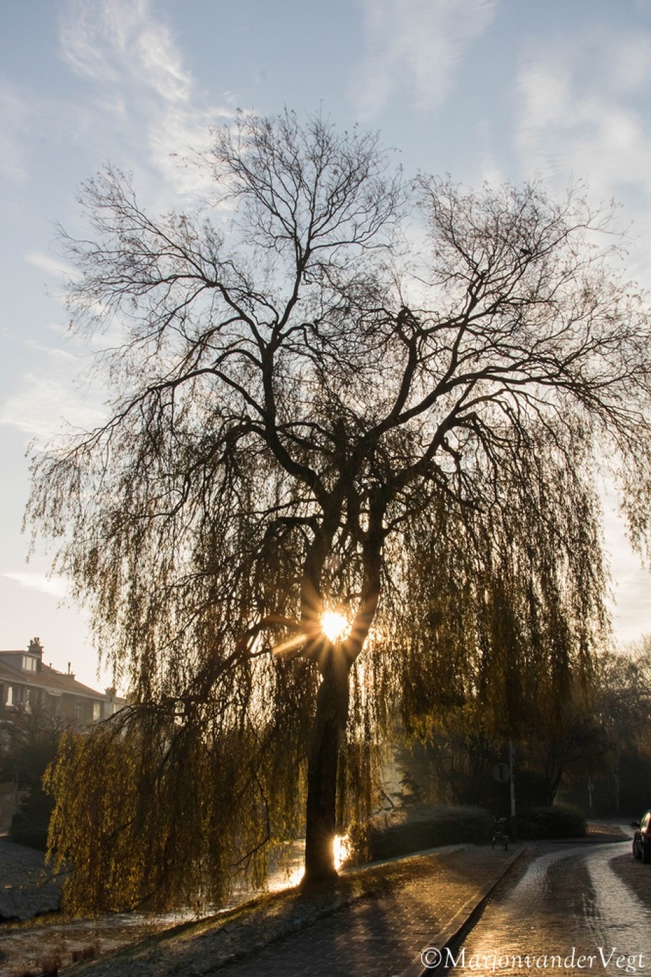 Wilg - Planten - Wilg
