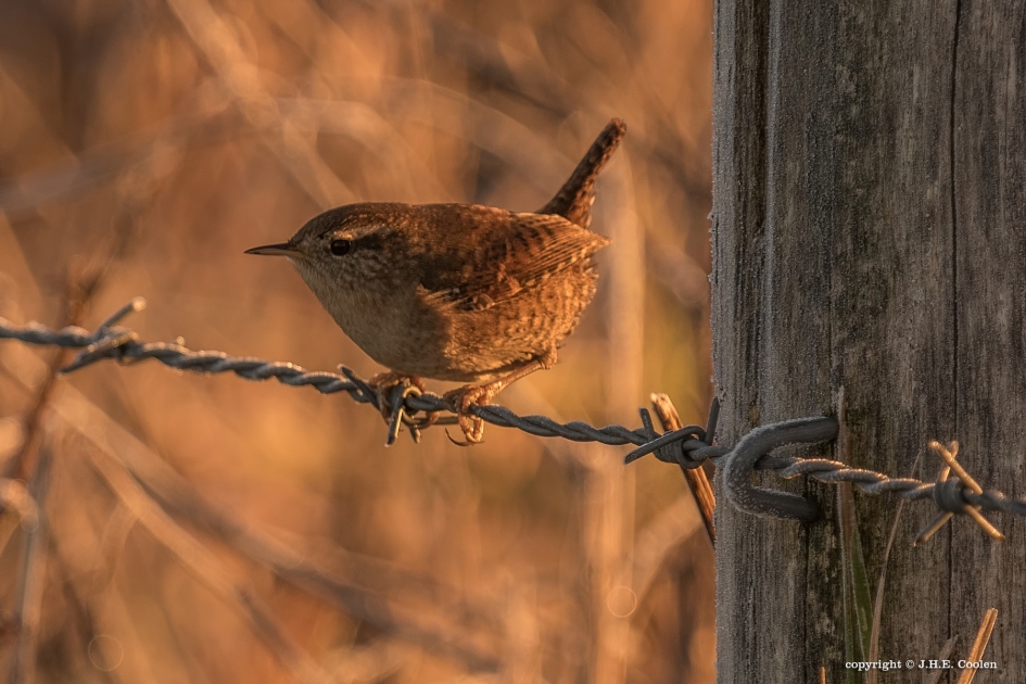 Winter - Vogels - Winterkonink