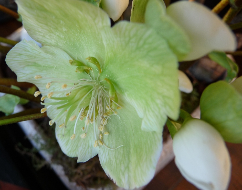 Winterbloem - Planten - 