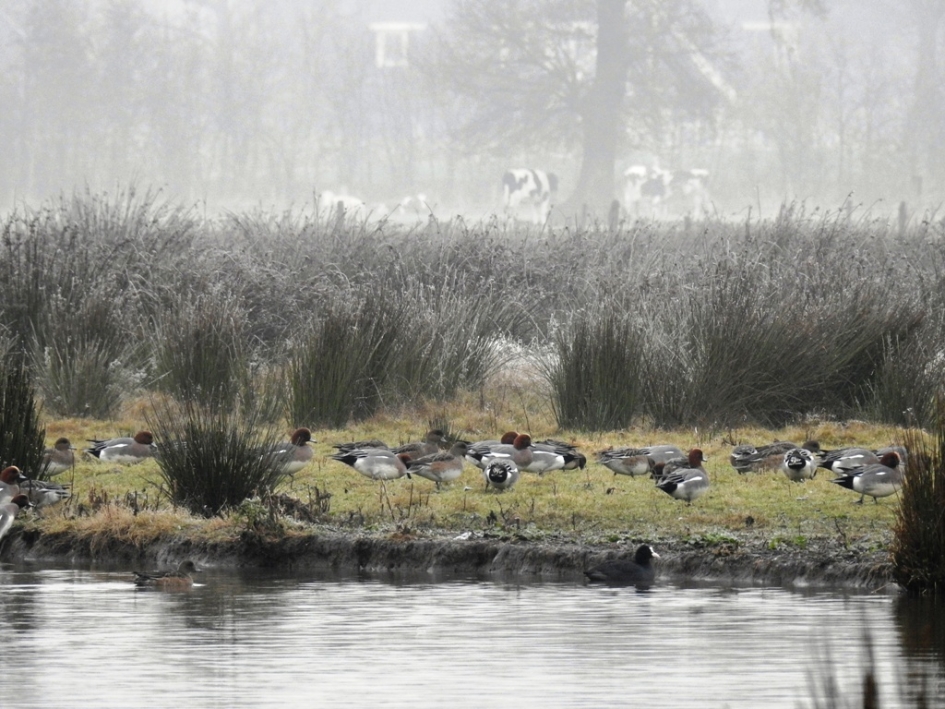 Winters tafereel - Vogels - Smienten