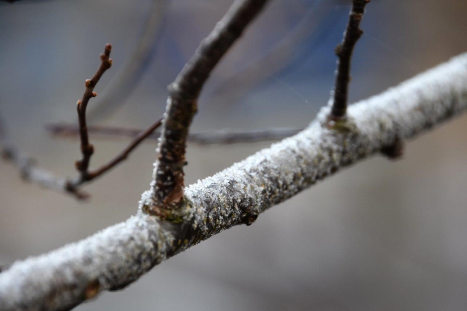 Winterse tak - Planten - 