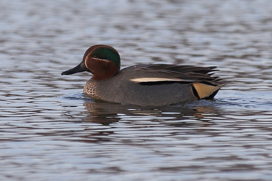 wintertaling -m- - Vogels - 