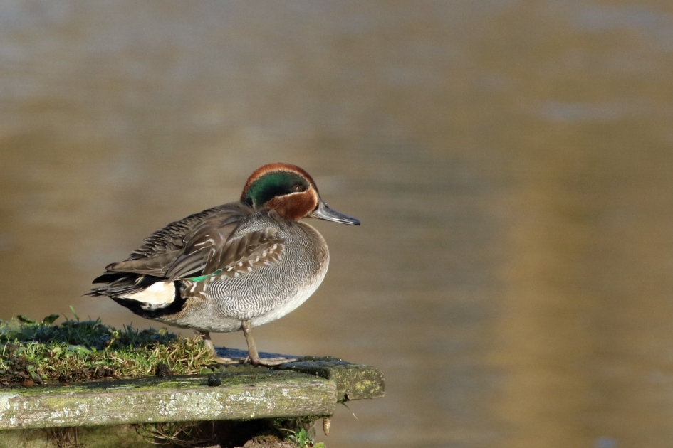 Wintertaling - Vogels - 