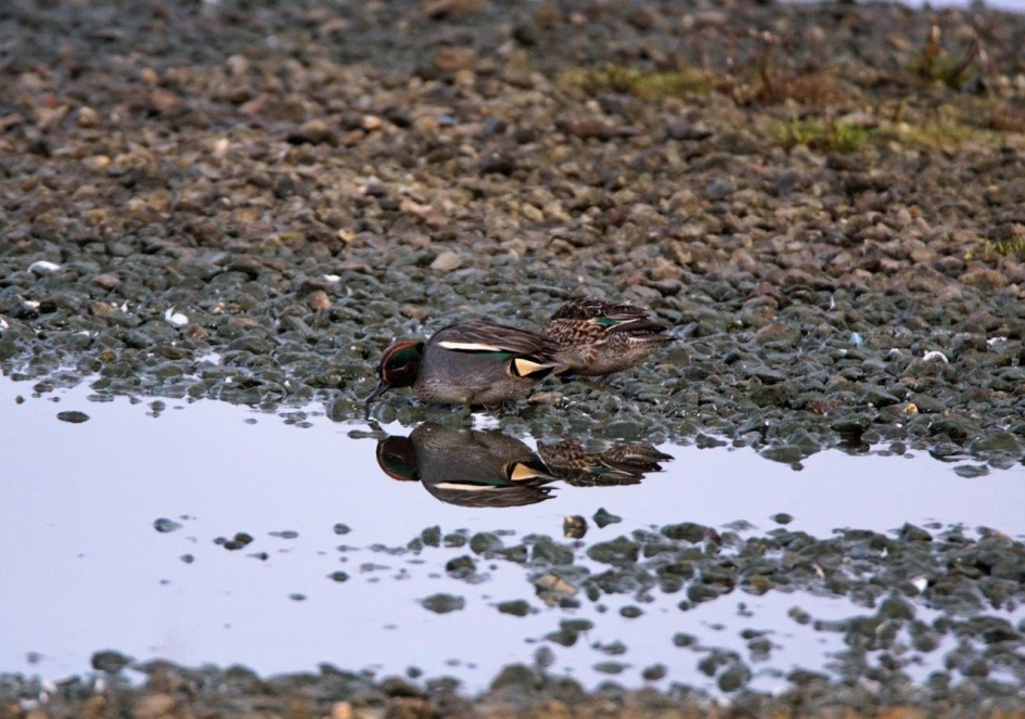 Wintertalingen stel - Vogels - Wintertaling