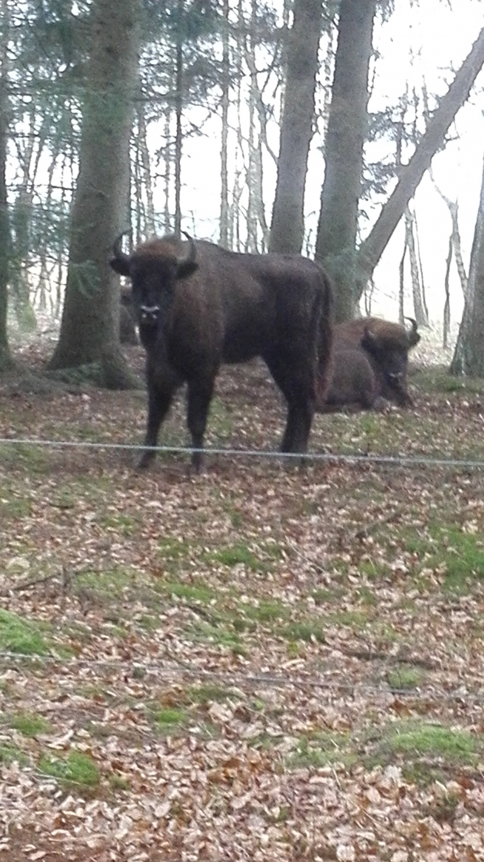 Wisent - Zoogdieren - Wisent