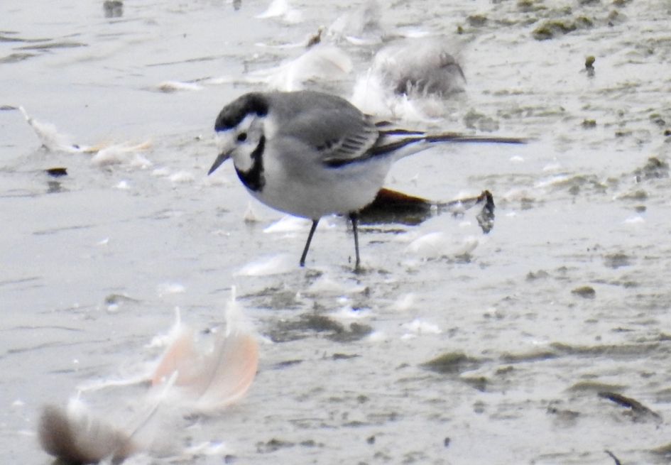Witte kwikstaart - Vogels - Witte kwikstaart