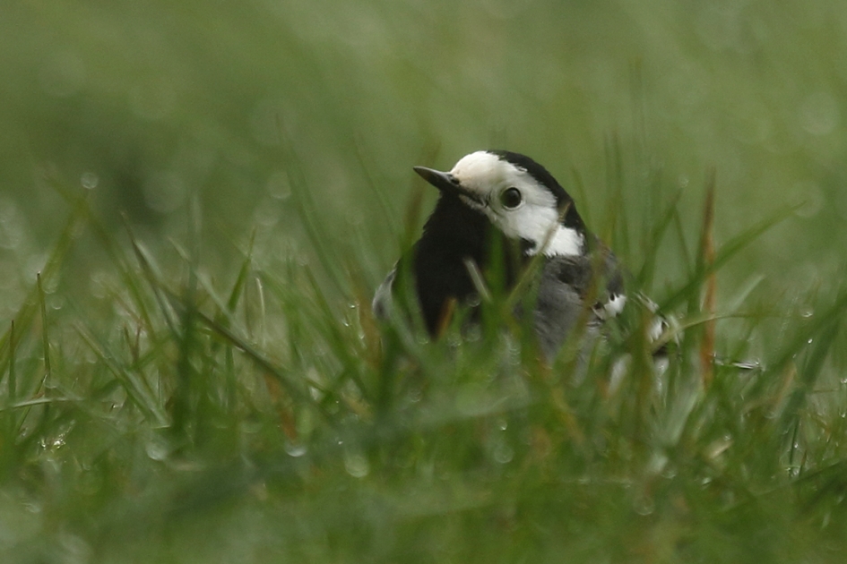 witte kwikstaart - Vogels - 