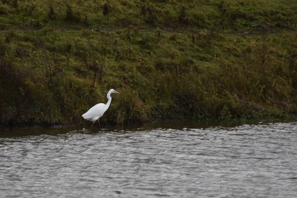 Witte reiger - Vogels - 