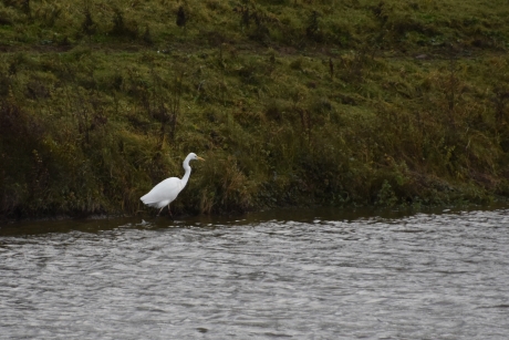 Witte reiger