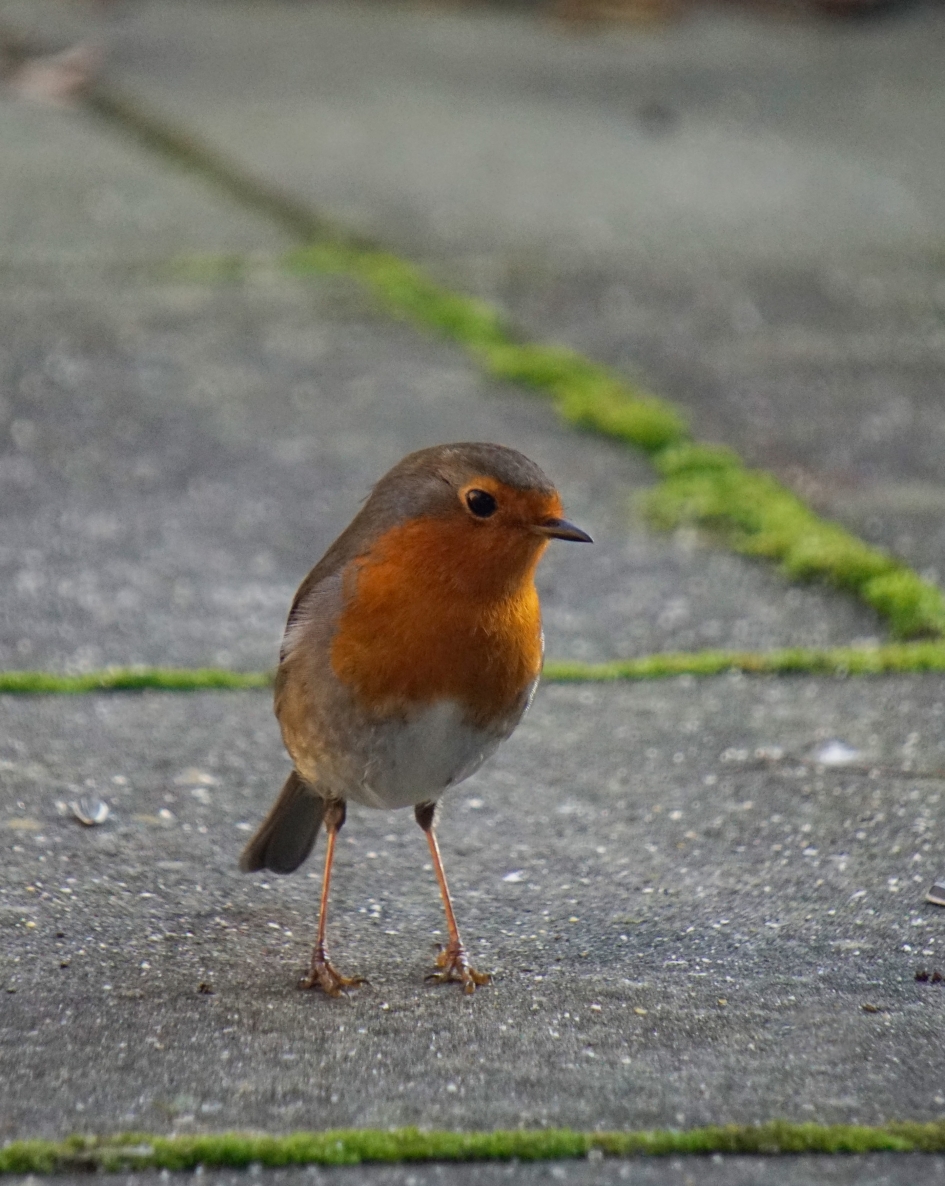 X-pootjes - Vogels - 