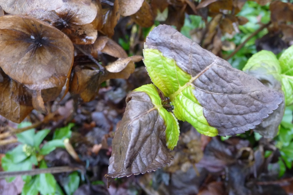 Yin en Yang - Planten - 