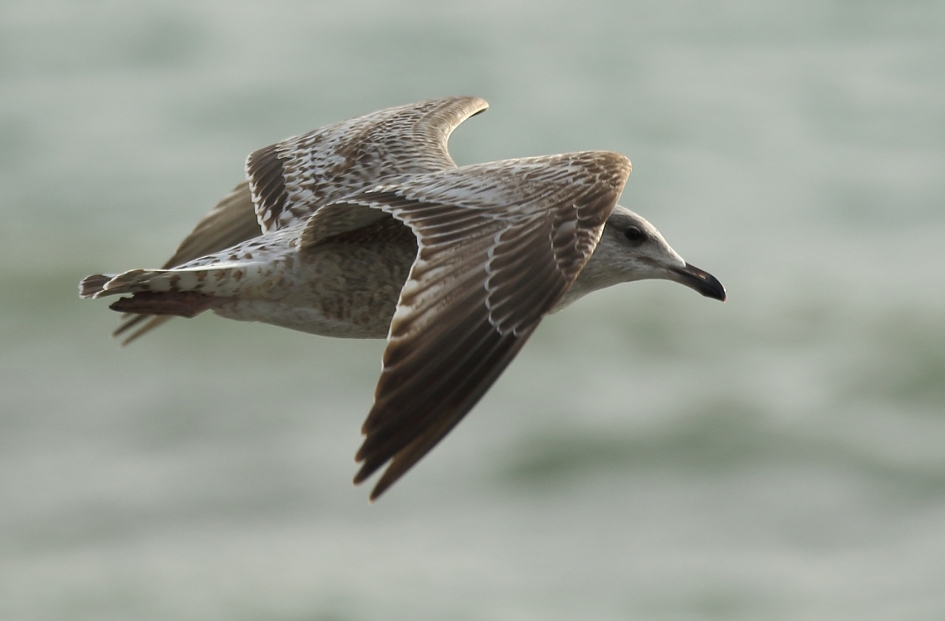 zilvermeeuw -1ste kalenderjaar- - Vogels - 