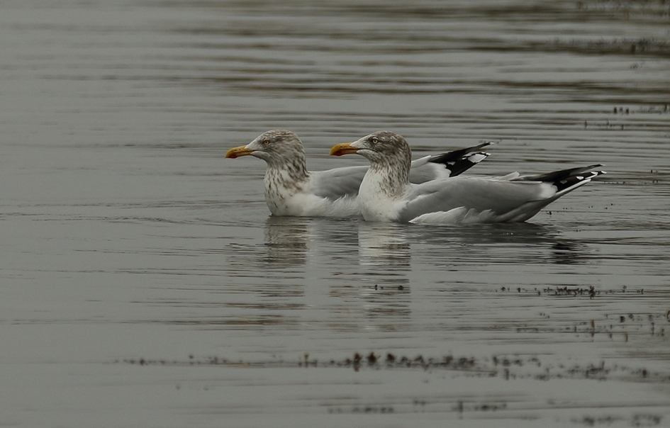zilvermeeuw - 3de kalenderjaar- - Vogels - 