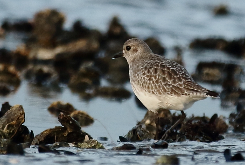 zilverplevier - Vogels - 