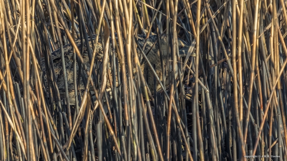 Zoekplaatje - Vogels - Roerdomp