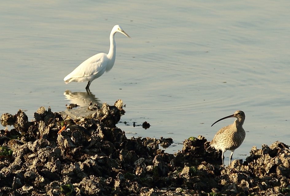 Zoekplaatje......... scholekster - Vogels - 