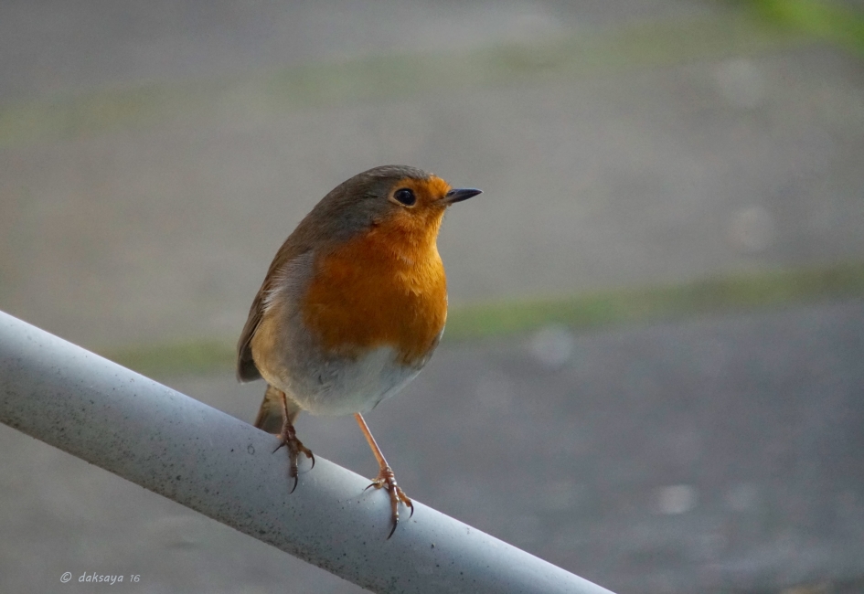 Zonnetje in huis - Vogels - Roodborst