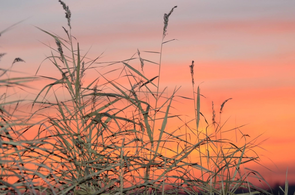 Zonsondergang achter het riet - Planten - Riet