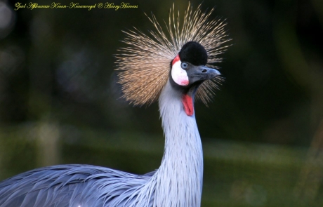 Zuid Afrikaanse Kroon-Kraanvogel