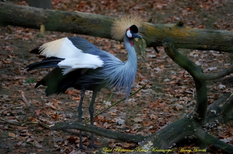 Zuid Afrikaanse Kroon Kraanvogel