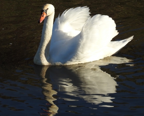 Zwaan in dreighouding