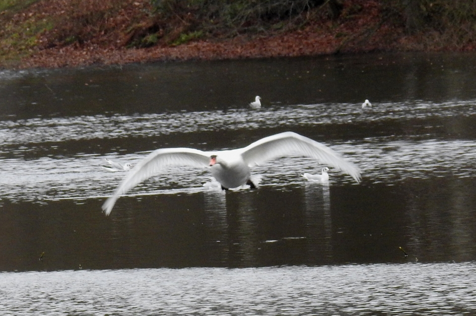 Zwaan zet de landing in. - Vogels - Knobbelzwaan