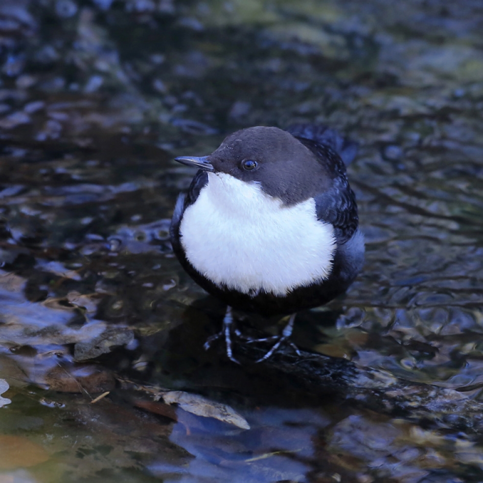 Zwartbuik Waterspreeuw - Vogels - Zwartbuik Waterspreeuw