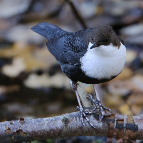 Zwarte buik en witte bef