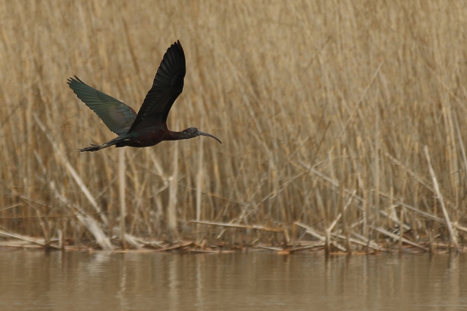 zwarte ibis - Vogels - 