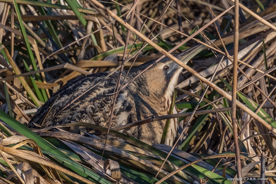 1 Eindelijk - Vogels - Roerdomp