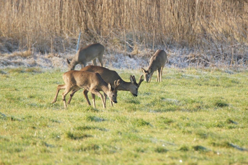 2 stelletjes - Zoogdieren - Ree