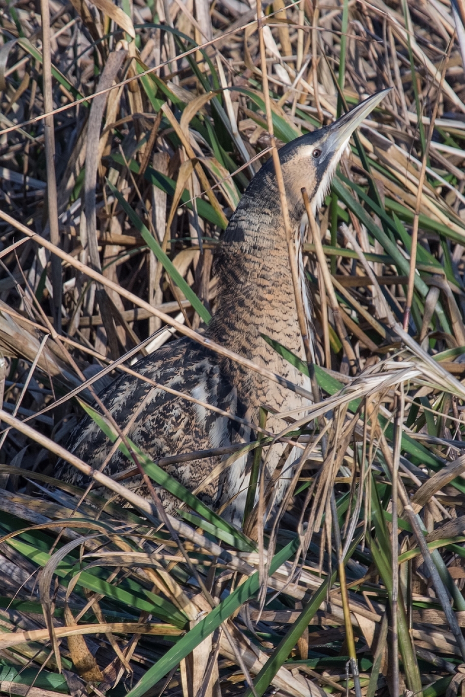 3 - Vogels - Roerdomp