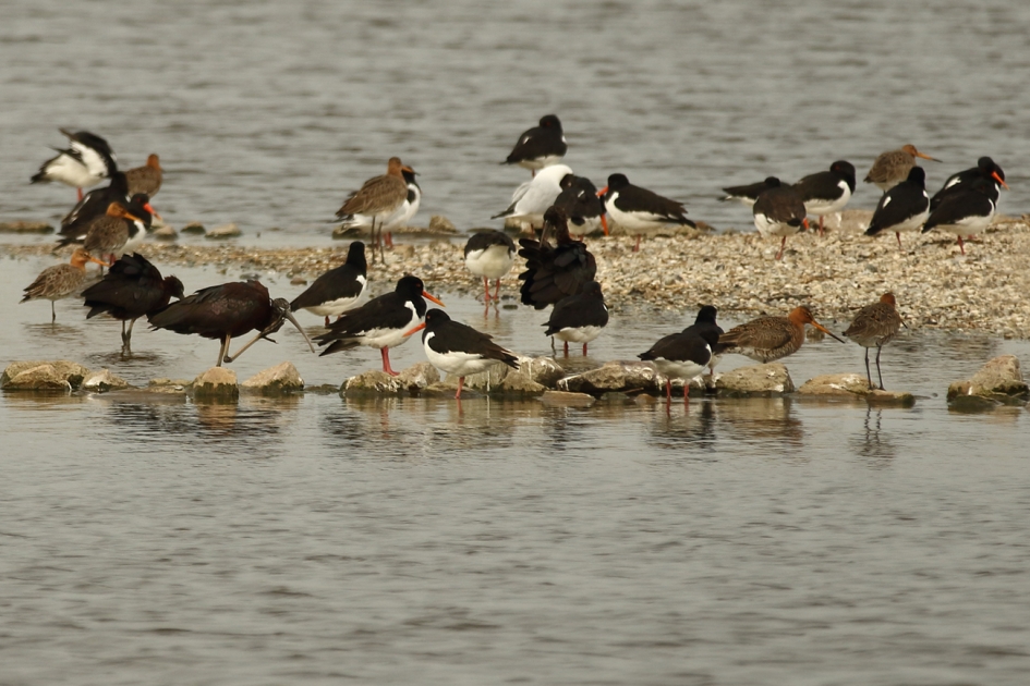 3 x zwarte ibis -zoekplaatje- - Vogels - 