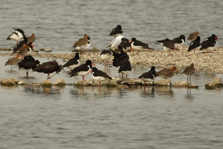 3 x zwarte ibis -zoekplaatje-
