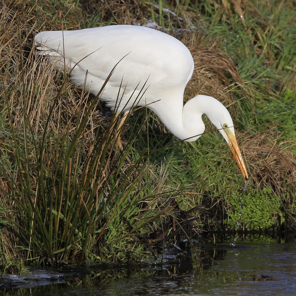 A fish called Moses ... - Vogels - Grote Zilverreiger