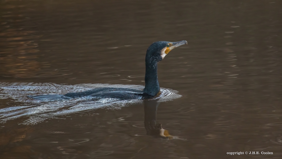 Aalscholver - Vogels - Aalscholver