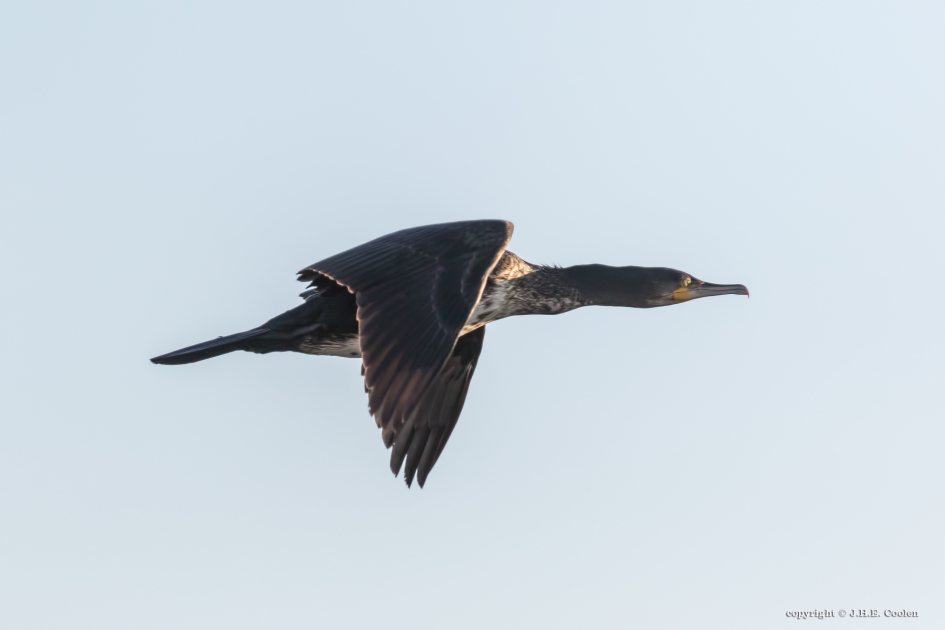Aalscholver - Vogels - Aalscholver