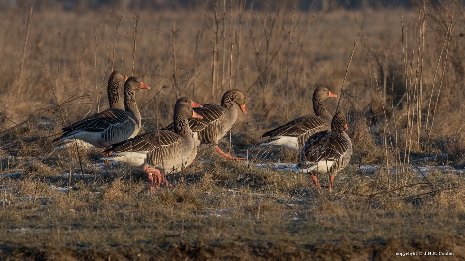 Aan de wandel - Vogels - Grauwe gans