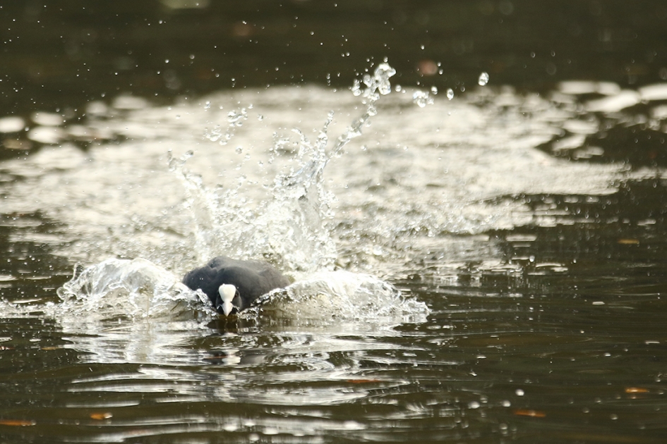 Aanstormend talent - Vogels - 