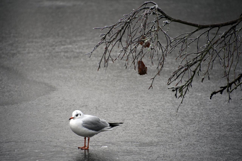 Alleen en koud - Vogels - 