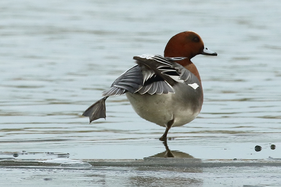 baantje trekken - Vogels - 