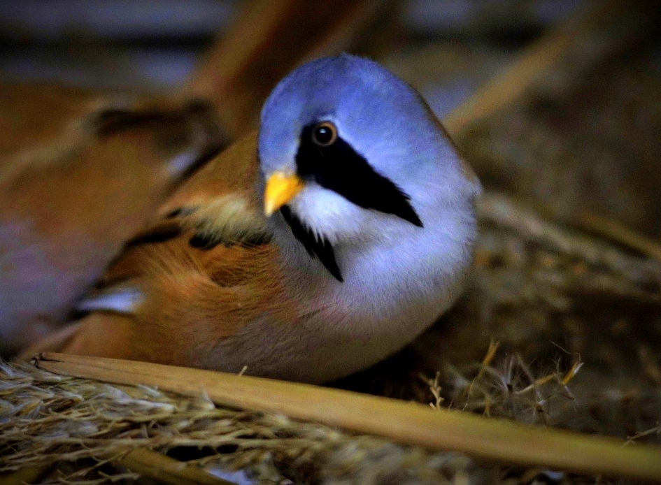 Baardman - Vogels - Baardman