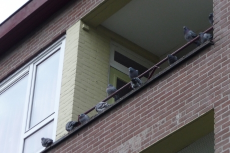 Balkon met duiven