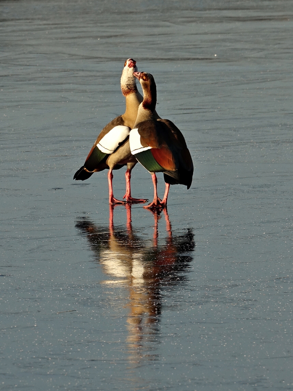 Baltsende Nijlganzen op het ijs - Vogels - nijlgans